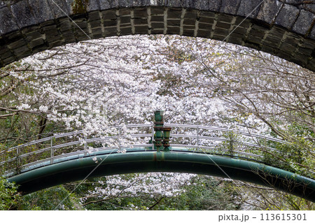 西山ダム下流公園の桜04 西山ダム下流公園の桜04 113615301