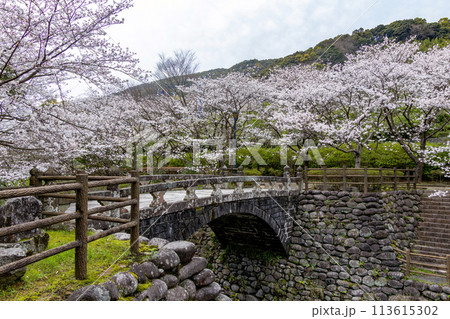 西山ダム下流公園の桜05 西山ダム下流公園の桜05 113615302