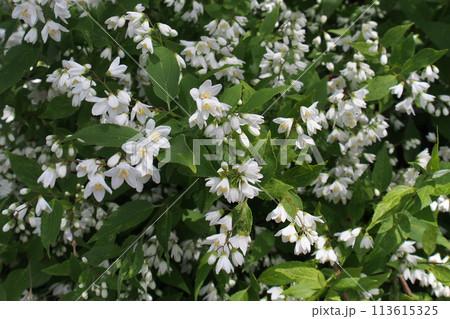 ヒメウツギの花 ヒメウツギの花 113615325