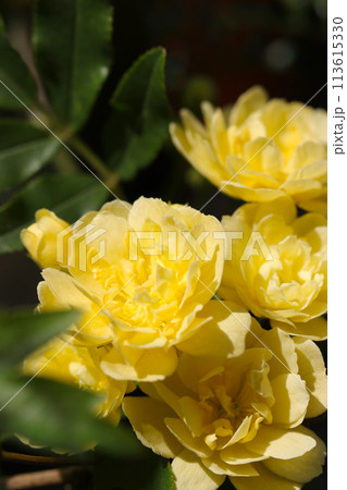 晴れた日の屋外に咲く八重咲き淡黄花モッコウバラの花(自然光+マクロ接写写真) 晴れた日の屋外に咲く八重咲き淡黄花モッコウバラの花(自然光+マクロ接写写真) 113615330