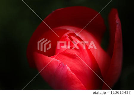 暗い背景にスポットで赤いチューリップの花が浮かび上がる（自然光＋ストロボ、マクロ接写撮影） 113615437