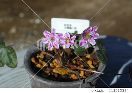 雪割草 彩宝系白覆輪二段咲き 雪割草 彩宝系白覆輪二段咲き 113615584