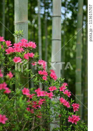ツツジと竹林 113615707