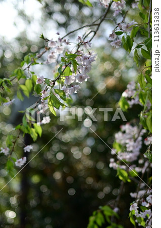 しだれ桜 113615838