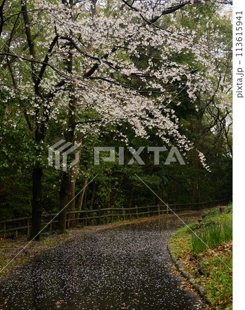 雨の公園の歩道に落ちる桜の花弁の風景	 113615941