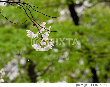 雨の日の公園の満開の桜の風景	 113615955
