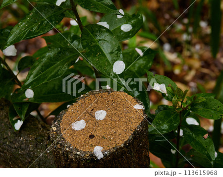 雨の公園の歩道に落ちる桜の花弁の風景 113615968