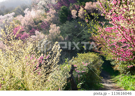 朝日を浴び光輝く花木畑 花見山公園 福島県 朝日を浴び光輝く花木畑 花見山公園 福島県 113616046