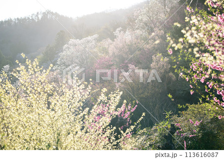 朝日を浴び瑞々しく光輝く花木畑　花見山公園　福島県 113616087