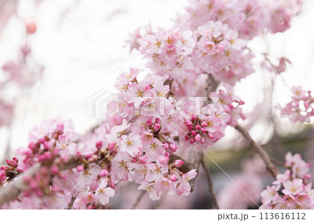 春の訪れを告げる桜のアップ 春の訪れを告げる桜のアップ 113616112