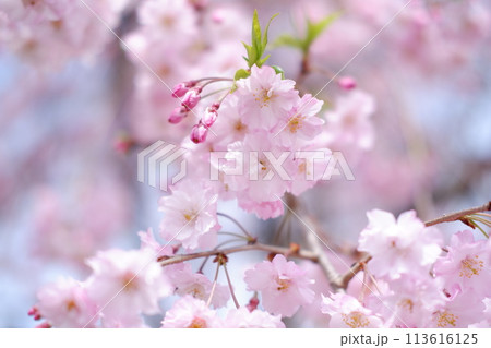 青空に映える桜 113616125