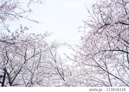 青空に映える桜 青空に映える桜 113616126