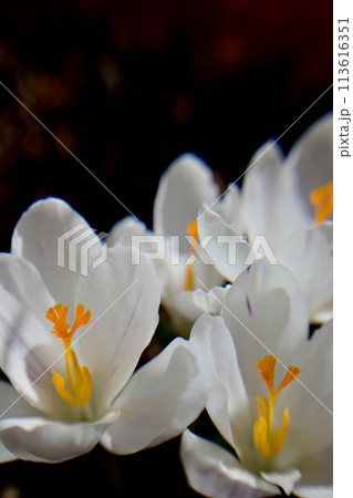 「青春の喜び」の花言葉へ、春空を見上げる白色のクロッカス 113616351