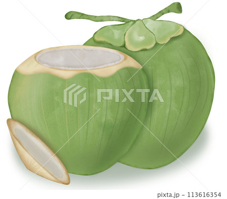 coconut hand drawn, isolated fruit painting watercolor illustration. coconut hand drawn, isolated fruit painting watercolor illustration. 113616354
