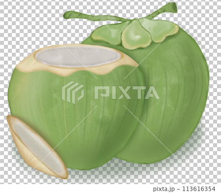 coconut hand drawn, isolated fruit painting watercolor illustration. coconut hand drawn, isolated fruit painting watercolor illustration. 113616354