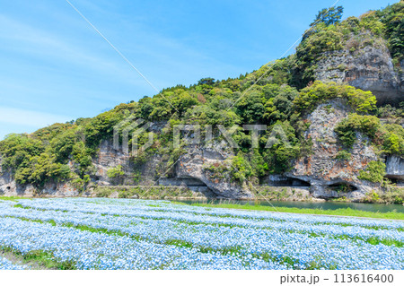 春の青の洞門とネモフィラ 大分県中津市 春の青の洞門とネモフィラ 大分県中津市 113616400