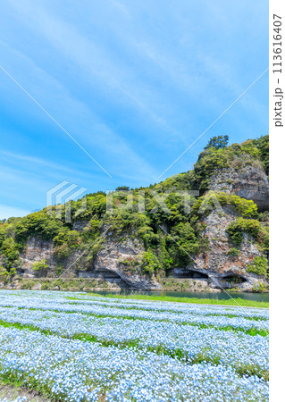 春の青の洞門とネモフィラ　大分県中津市 113616407