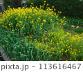 春、畑の菜の花 113616467