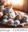生まれたての子猫達と一緒に眠る母猫 113616913