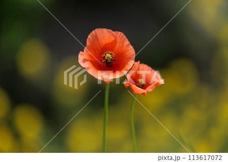 菜乃花畑に咲く赤いポピーの花 113617072