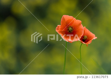 菜乃花畑に咲く赤いポピーの花 菜乃花畑に咲く赤いポピーの花 113617073