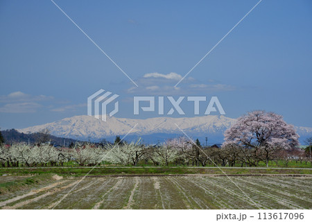 馬ノ墓の種蒔桜 馬ノ墓の種蒔桜 113617096