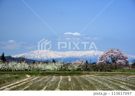 馬ノ墓の種蒔桜 113617097