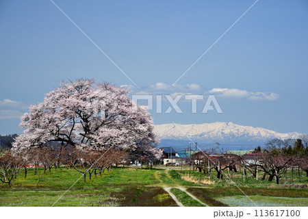 馬ノ墓の種蒔桜 113617100