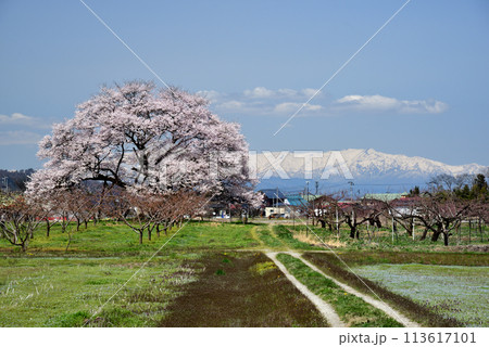 馬ノ墓の種蒔桜 馬ノ墓の種蒔桜 113617101