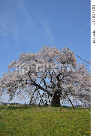 馬ノ墓の種蒔桜 113617103