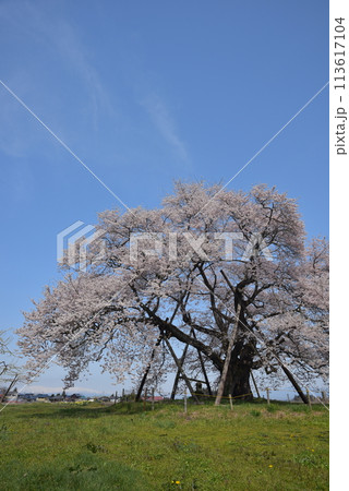 馬ノ墓の種蒔桜 馬ノ墓の種蒔桜 113617104