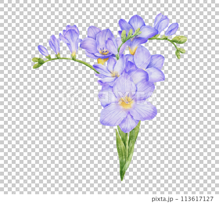 Watercolor violet freesia flower bouquet illustration. Hand drawn color drawing isolated Watercolor violet freesia flower bouquet illustration. Hand drawn color drawing isolated 113617127