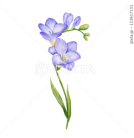 Watercolor violet freesia flower branch with leaves. Hand drawn color drawing isolated 113617131