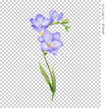 Watercolor violet freesia flower branch with leaves. Hand drawn color drawing isolated 113617131