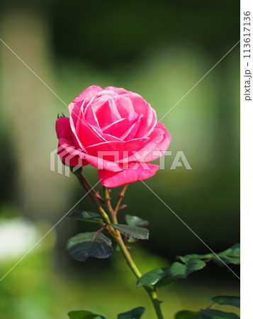 赤いバラ 113617136