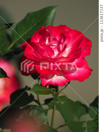 赤いバラ 113617137