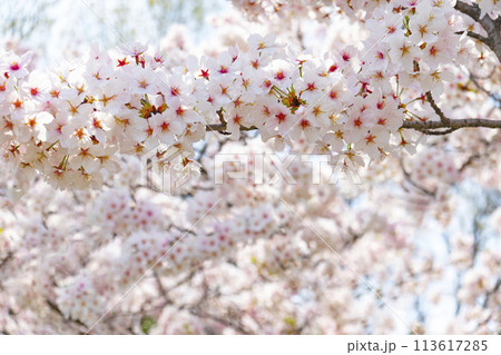 桜満開 桜満開 【公式通販】