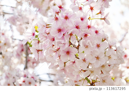 満開の桜 満開の桜 113617295