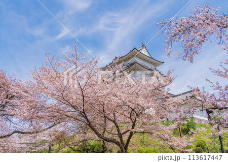 《神奈川県》小田原城・桜の季節 《神奈川県》小田原城・桜の季節 113617447