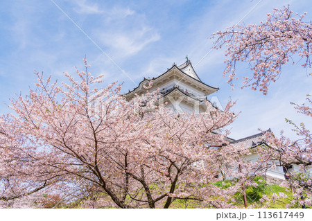 《神奈川県》小田原城・桜の季節 113617449