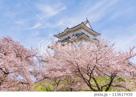 《神奈川県》小田原城・桜の季節 113617450