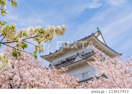 《神奈川県》小田原城・桜の季節 113617453