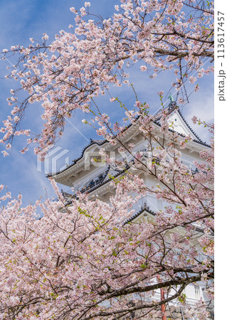 《神奈川県》小田原城・桜の季節 113617457