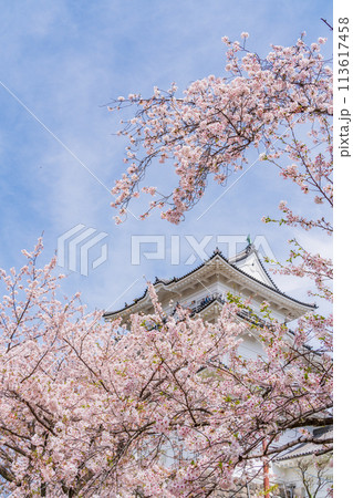 《神奈川県》小田原城・桜の季節 113617458