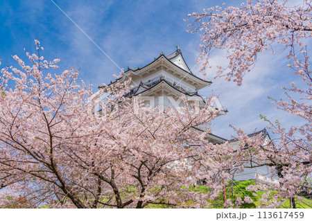 《神奈川県》小田原城・桜の季節 113617459