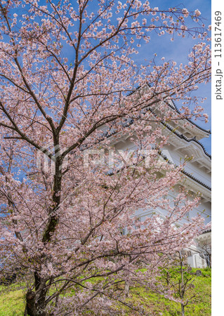 《神奈川県》小田原城・桜の季節 《神奈川県》小田原城・桜の季節 113617469