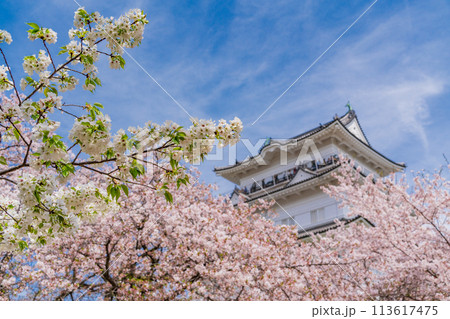 《神奈川県》小田原城・桜の季節 113617475