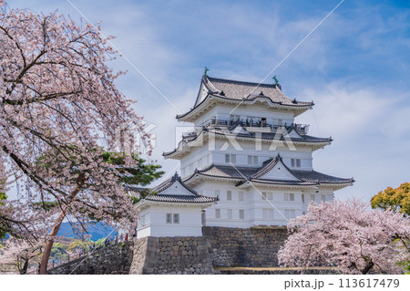 《神奈川県》小田原城・桜の季節 《神奈川県》小田原城・桜の季節 113617479