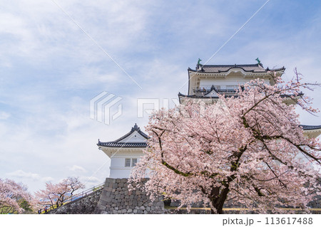 《神奈川県》小田原城・桜の季節 《神奈川県》小田原城・桜の季節 113617488
