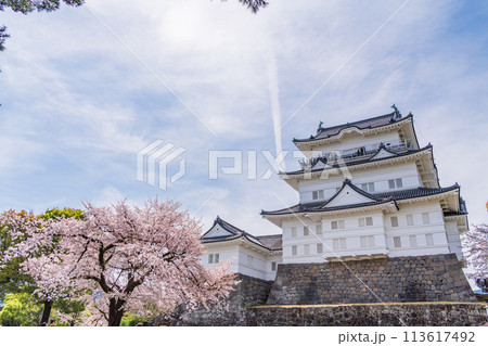 《神奈川県》小田原城・桜の季節 《神奈川県》小田原城・桜の季節 113617492